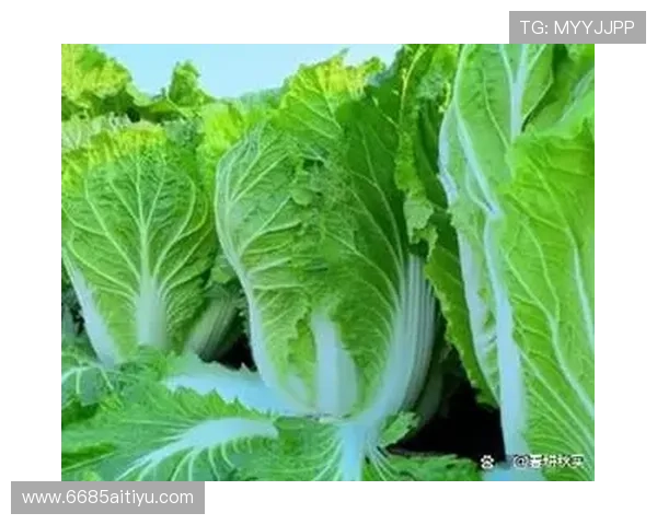 2025年白菜的价格趋势分析与市场预测